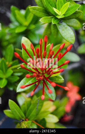 Ixora coccinea également connu sous le nom de géranium de la jungle, flamme des bois ou flamme de la jungle ou pendkuli. Avec un arrière-plan flou, un arrière-plan bokeh clair. Banque D'Images