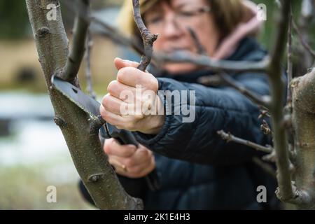 Femme jardinière utilisant une scie de jardin pour couper les branches d'arbre sèches. Élagage printanier des arbres et des buissons dans le jardin. Passe-temps, jardinage, concept de ferme. Banque D'Images