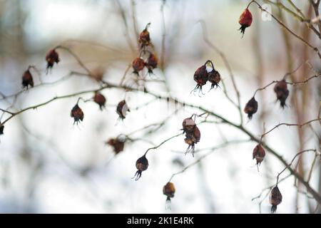 Une branche de hanches de roses sauvages séchées le jour d'hiver ensoleillé après la chute de neige. Beauté de la saison d'hiver. Banque D'Images