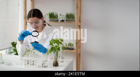 La scientifique femme en laboratoire effectue des expériences, des tests avec des plantes dans la boîte de Petri. Le biotechnologue recherche des feuilles avec la loupe. Co. GMO Banque D'Images