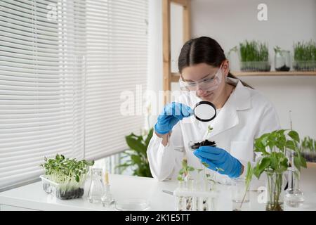 La scientifique femme en laboratoire effectue des expériences, des tests avec des plantes dans la boîte de Petri. Le biotechnologue recherche des feuilles avec la loupe. Co. GMO Banque D'Images