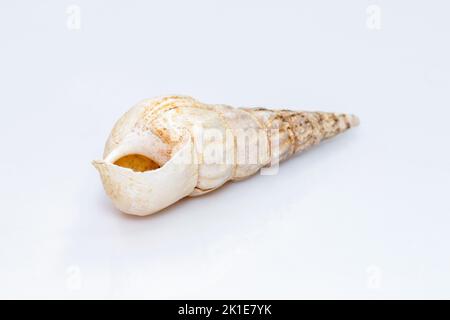 Image de rhinoclavis aspera est une espèce d'escargot de mer, un mollusque de gastropodes marin de la famille des Corithiidae isolés sur fond blanc. Ani sous-marin Banque D'Images