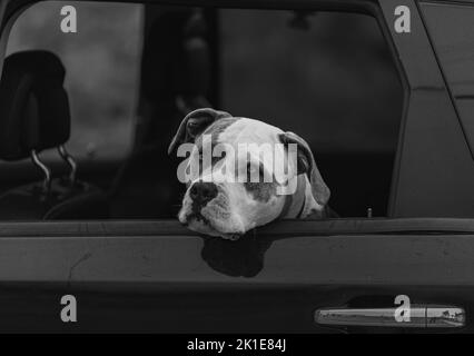 Chien American Pit Bull Terrier assis dans la voiture avec fenêtre ouverte. Proche uo d'un chien dans une voiture. Personne, photo de rue, mise au point sélective Banque D'Images