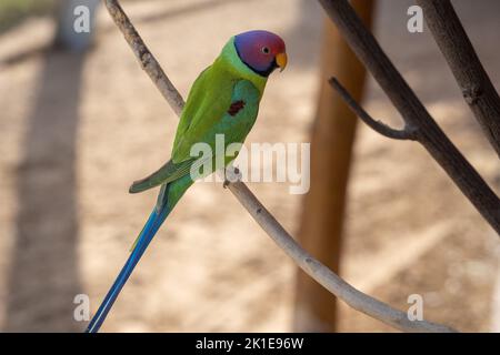 Un parapet à prune (Psittacula cyanocephala) perché tout près dans le sous-continent indien Banque D'Images