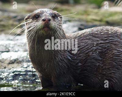 Charmant petit Otter asiatique d'une beauté naturelle. Banque D'Images