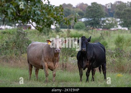 Deux vaches couveuses commerciales debout dans un pâturage surcultivé avec des mauvaises herbes matures dans le sud des États-Unis. Banque D'Images