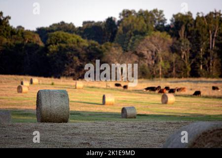 Paysage agricole de rouleaux de balles rondes de foin avec bétail de boeuf en pâturage en arrière-plan hors-focus tout en fin d'après-midi soleil. Banque D'Images