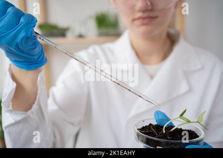 Gros plan de microbiologiste femelle ajoutant des vitamines, des minéraux et un complément nutritionnel biologique d'une pipette à des plantes vertes en croissance. scientifique médicale Banque D'Images