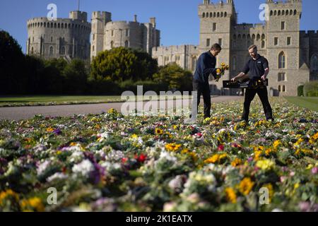 Les travailleurs du domaine de la Couronne déplacent les hommages floraux rendus par les membres du public à l'extérieur du château de Windsor sur la promenade Cambridge, près de la promenade long, à Windsor, avant les funérailles de la reine Elizabeth II, lundi. Date de la photo: Samedi 17 septembre 2022. Banque D'Images