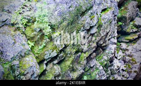 Un mur de roche avec la végétation qui pousse dessus. Banque D'Images