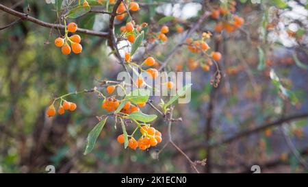 Orange Gum Berry Tree en Inde. Gommberry, localement connu sous le nom de gunda ou lasoda (Cordia dichotoma), une baie de fruits sauvage comestible. Banque D'Images