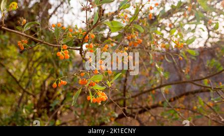 Orange Gum Berry Tree en Inde. Gommberry, localement connu sous le nom de gunda ou lasoda (Cordia dichotoma), une baie de fruits sauvage comestible. Banque D'Images