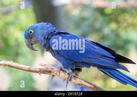 La macaw jacinthe est un perroquet à l'œil bleu endémique de l'Amérique du Sud. Avec un poids jusqu'à 1,3 kg et une longueur jusqu'à un mètre, la jacinthe macaw i Banque D'Images