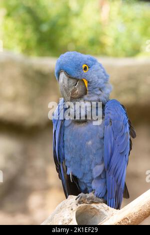 La macaw jacinthe est un perroquet à l'œil bleu endémique de l'Amérique du Sud. Avec un poids jusqu'à 1,3 kg et une longueur jusqu'à un mètre, la jacinthe macaw i Banque D'Images