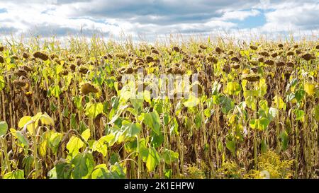 Crise alimentaire et famine due à la sécheresse. Réchauffement de la planète. Le champ des tournesols a séché à cause de la chaleur et du manque d'eau. Assurance récolte. Сrop défaut Banque D'Images