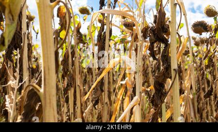 Récolte de tournesol séché en raison du réchauffement de la planète et du manque d'eau. Les tiges et les têtes de tournesol ont séché en raison d'une chaleur anormale prolongée. Crise alimentaire et Banque D'Images