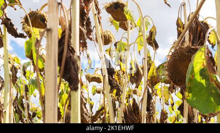 Réchauffement de la planète. Le champ des tournesols a séché à cause de la chaleur et du manque d'eau. La sécheresse comme cause de la crise alimentaire. Tiges et têtes séchées de Banque D'Images