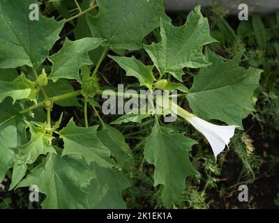 La pomme d'épine, Datura stramonium est une plante médicinale qui est également utilisée en médecine. Banque D'Images