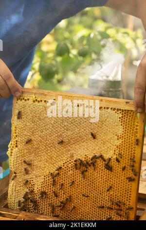 Un cadre avec des nids de miel sur lequel les abeilles mettent le miel dans les cellules Banque D'Images