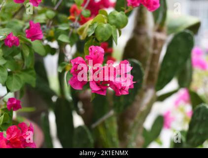 Bougainvillea rose en pleine croissance à Nha Trang Vietnam Banque D'Images