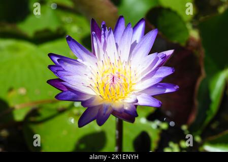 Le lotus bleu ou le nénuphar poussent au Vietnam en gros plan Banque D'Images