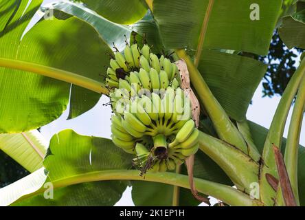 Bananes mûres poussant au Vietnam Banque D'Images