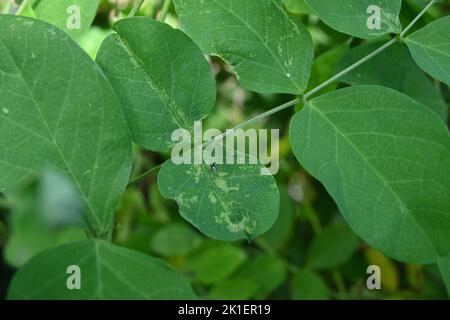 Vue rapprochée des feuilles d'une vigne de pois papillons (Clitoria Ternatea) avec une petite araignée bleue marchant sur la surface de la feuille la plus proche Banque D'Images