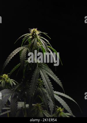 Image d'un buisson de cannabis sur fond noir Banque D'Images