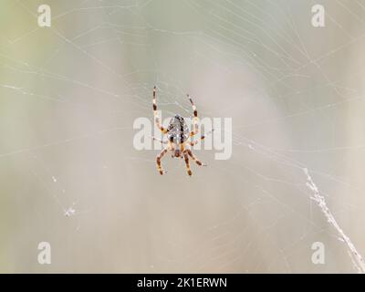 Jardin Araignée Araneus diadematus () sur le web Banque D'Images