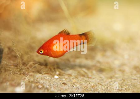 Platy (Xiphophorus maculatus), un poisson d'aquarium d'eau douce populaire Banque D'Images