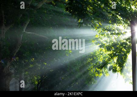 Rayons de soleil dans la forêt. Photo de concept de nature ou d'environnement ou de jour de la terre. Mise au point sélective. Banque D'Images