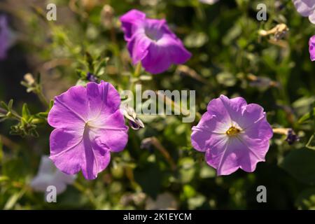 Gros plan pétunia violet. Belle fleur de jardin macro photo. Culture pour l'aménagement paysager des villes, des parcs et des places. La couleur de l'année 2022 est la version Banque D'Images