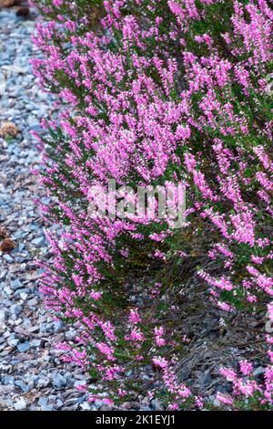 Scotch Heather, Calluna vulgaris 'Susanne' Plant, Pink Calluna Heather, Ling, Garden, Gravel, Border Stock Photo