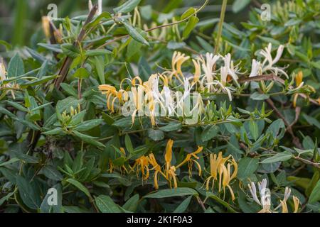 Chèvrefeuille japonaise, Lonicera japonica, floraison végétale. Espagne. Banque D'Images