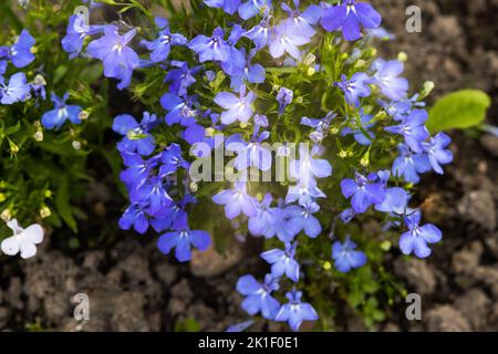 Fleurs bleues de lobelia dans le jardin sur un parterre de fleurs par jour d'été Banque D'Images