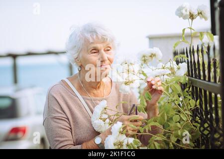 Femme âgée admirant de magnifiques buissons avec des roses blanches Banque D'Images