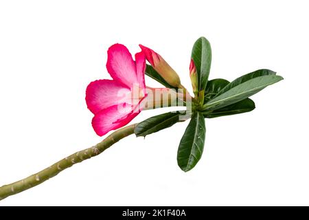 Les tiges de fleurs d'Adenium qui fleurissent sont rouges et roses avec des feuilles vertes fraîches, isolées sur un fond blanc Banque D'Images