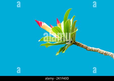 Les tiges de fleurs d'Adenium qui fleurissent sont rouges et roses avec des feuilles vertes fraîches, isolées sur un fond bleu Banque D'Images