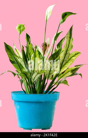 Plante ornementale chinoise luxuriante avec une combinaison de feuilles blanches et vertes dans un pot bleu, isolée sur un fond rose Banque D'Images