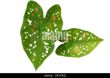 Plante verte verte de taro ornemental avec des taches rouges et blanches, isolée sur un fond blanc Banque D'Images