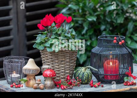 arrangement d'automne avec fleur de cyclamen rouge dans le panier et lanternes Banque D'Images