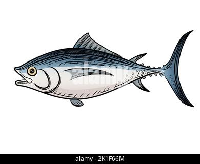 Illustration vectorielle de dessin de dessin de dessin de poisson de fruits de mer de thon marin isolée sur fond blanc Illustration de Vecteur