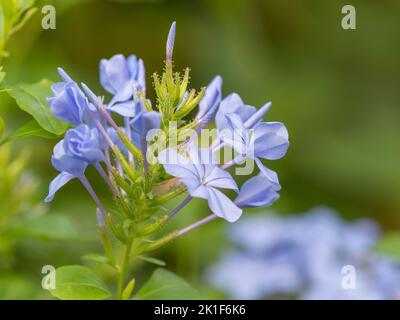 Un arbuste Plumbago auriculata poussant dans un jardin du Texas en été. Banque D'Images