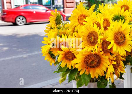 Des tournesols jaunes dans des vases blancs sur un trottoir de la ville contre une rue floue de la ville par un jour ensoleillé. Copier l'espace. Banque D'Images