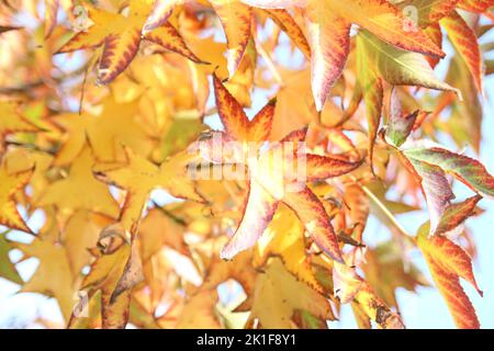 automne feuilles arrière-plan, collection belles feuilles colorées isolées Banque D'Images