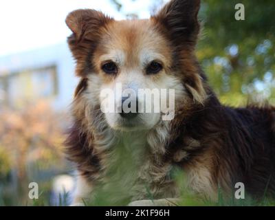 Beau heureux reddish chien est assis frontal, gros plan portrait de chien sérieux Banque D'Images