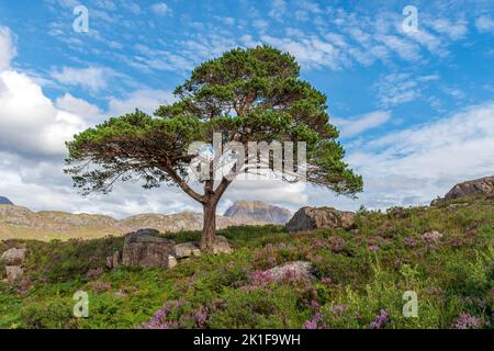 Slioch debout sur la rive du Loch Maree, Écosse, Royaume-Uni Banque D'Images