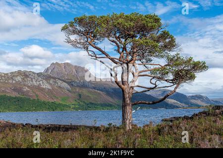 Slioch debout sur la rive du Loch Maree, Écosse, Royaume-Uni Banque D'Images