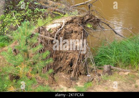 Arbre tombé après un ouragan dans la forêt. L'arbre a été déchiré du sol par un ouragan. Les racines d'un arbre déchiré par un ouragan. Banque D'Images