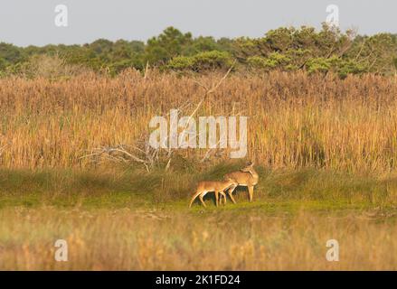 La mère et la fauve du cerf de Virginie (Odocoileus virginianus) se faussent parmi les roseaux des marais Banque D'Images